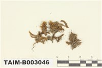 藏品(扭葉苔屬)的圖片